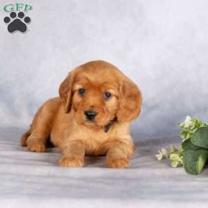 Shannon, Miniature Golden Retriever Puppy